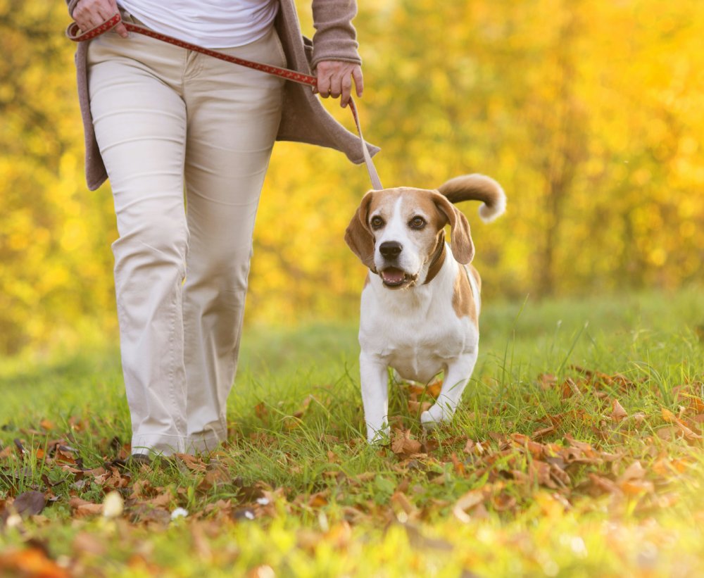 beagle being walked