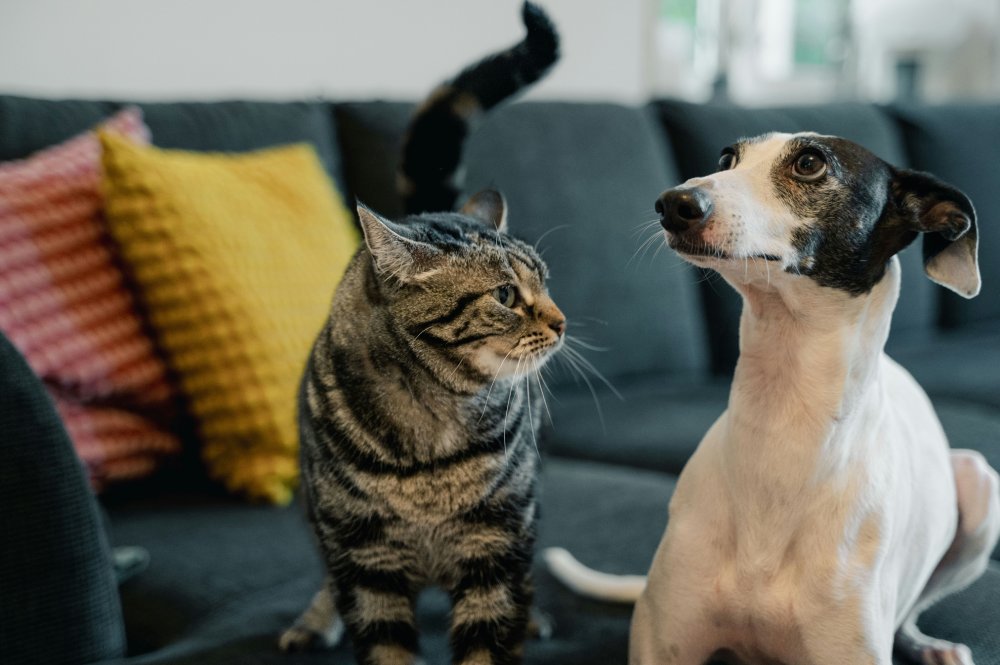 dog being pet