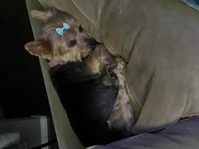 puppy sleeping