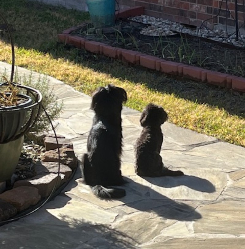 2 dogs sitting next to each other