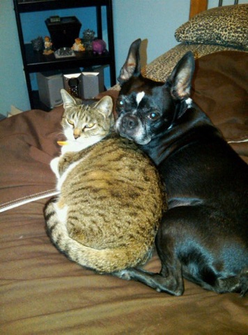 dog and a cat
