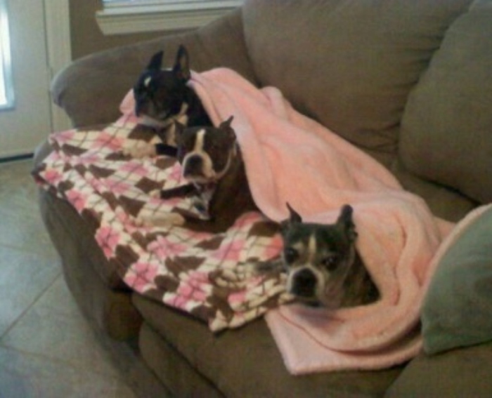3 puppies on a couch